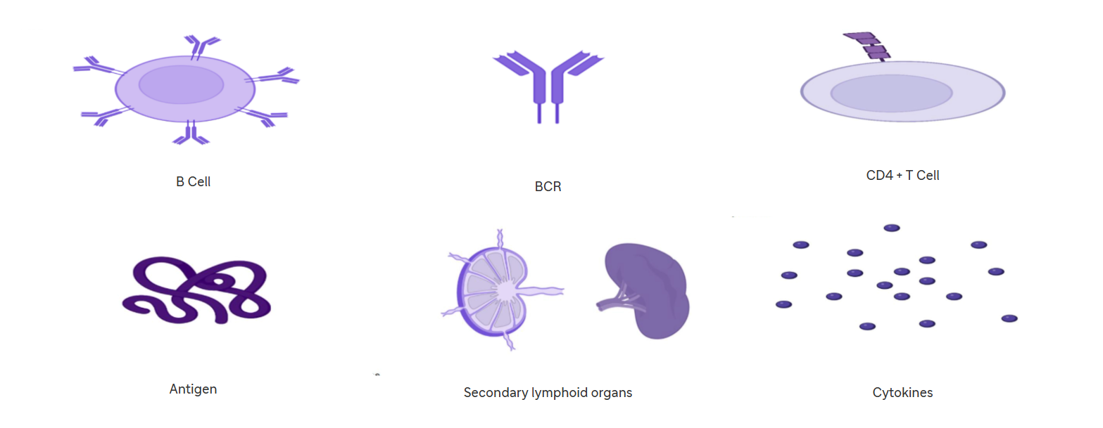 b cell activation-actors involved